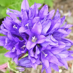Akur66